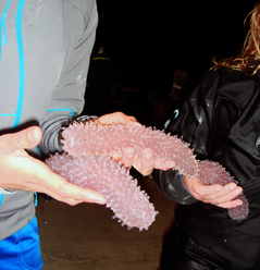 photograph of a diver holding Pyrosoma atlanticum