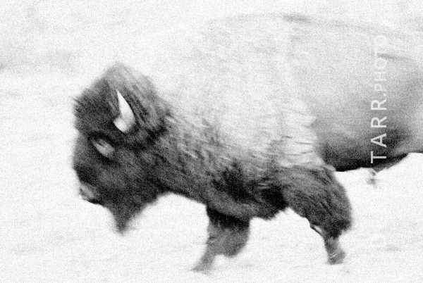photograph of Portrait of an American Bison