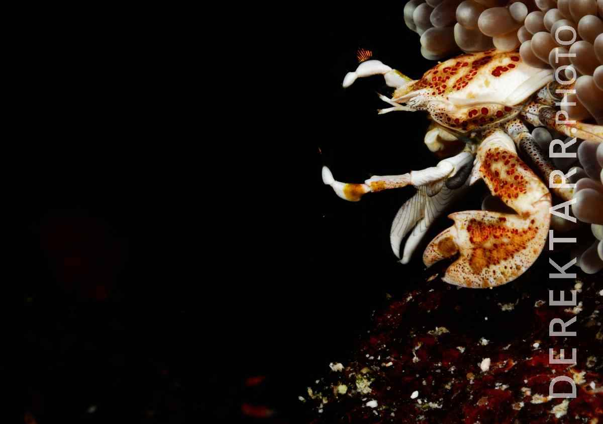 large view of Anemone Crab photo
