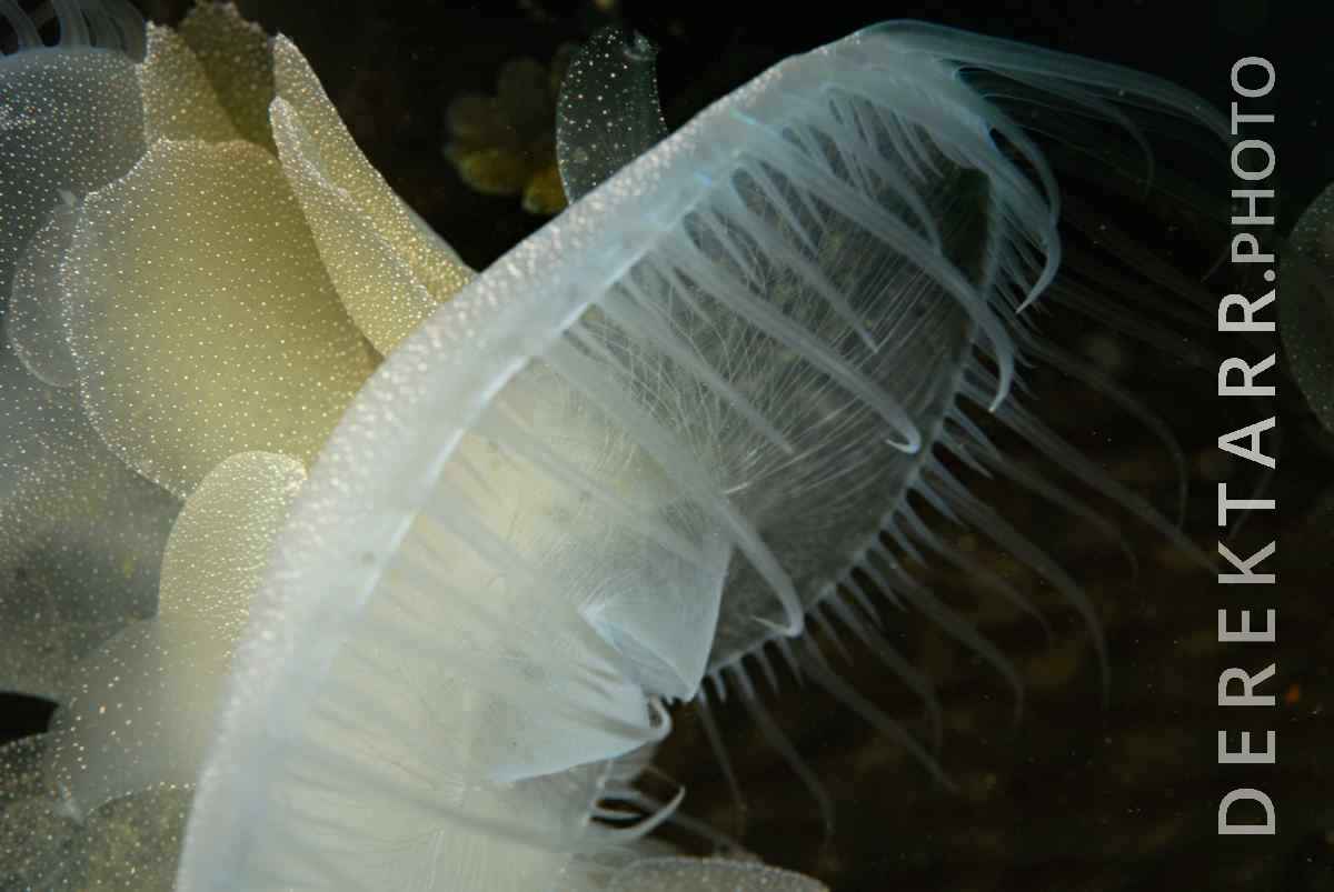 large view of Attack of the Lion's Mane Nudibranch
