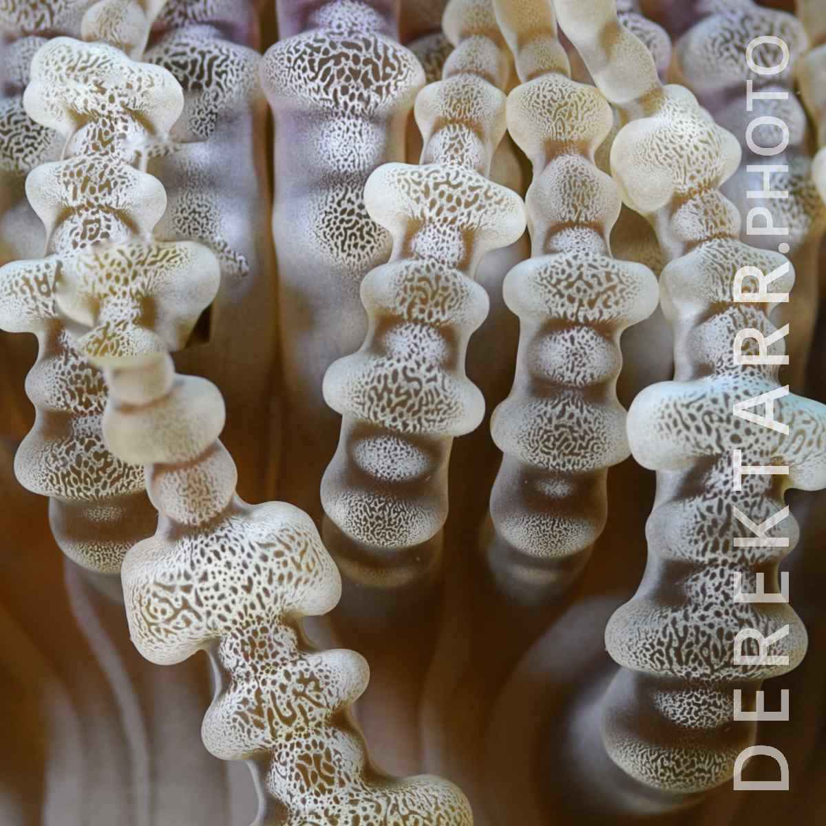 large view of Beaded Tentacles