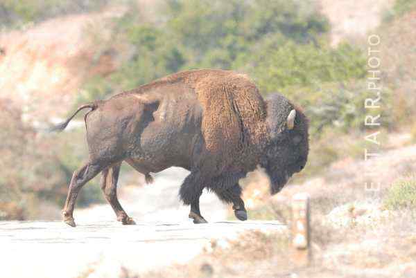Why Did the Bison Cross the Road?