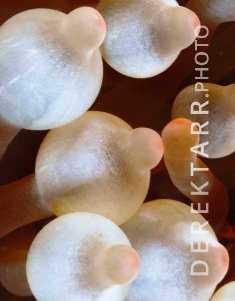 Bubble-tip Anemones