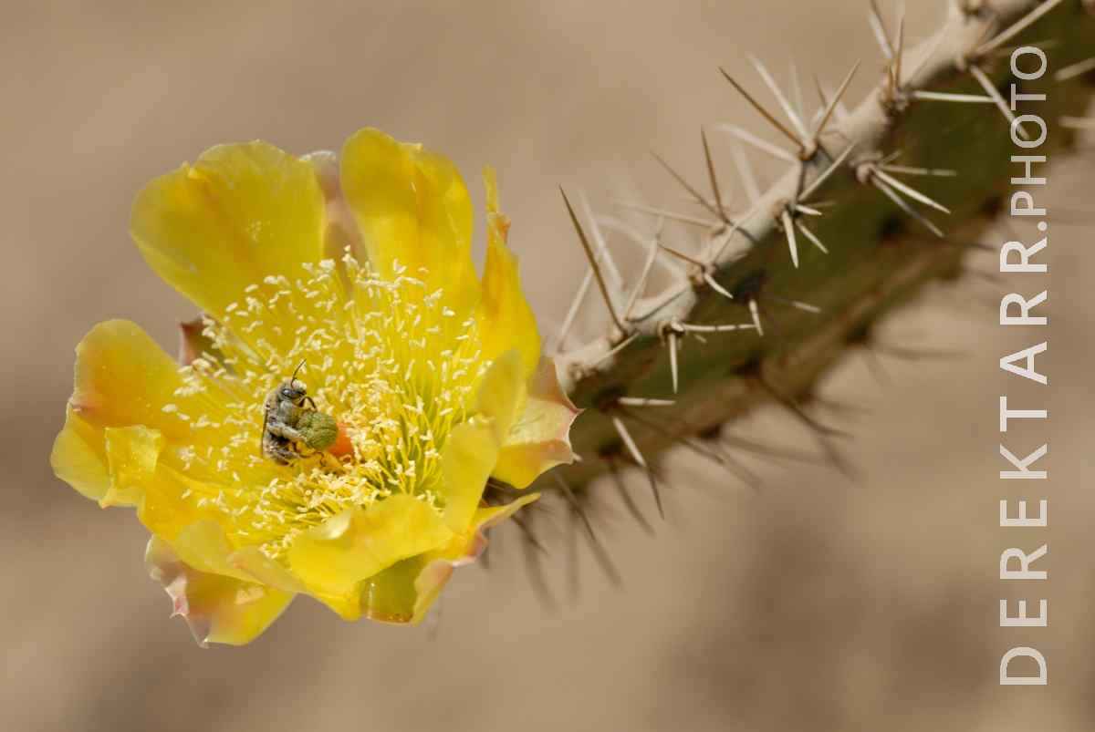 large view of Cactus Flower on Catalina Island
