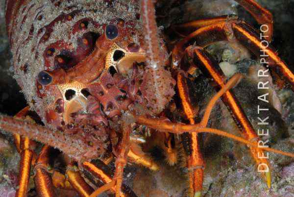California Spiny Lobster Close-up