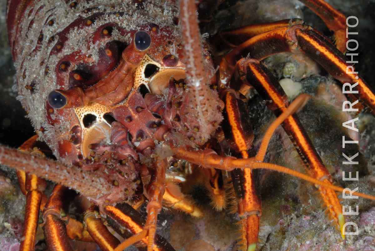 large view of California Spiny Lobster Close-up