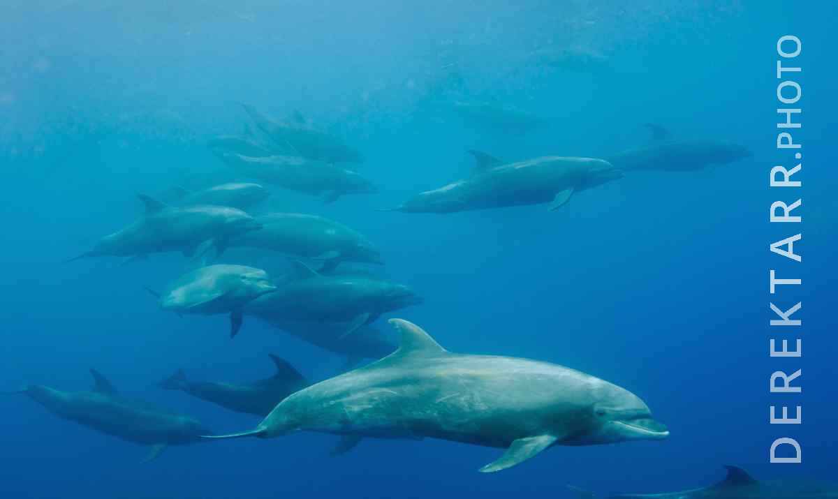 large view of Dolphins