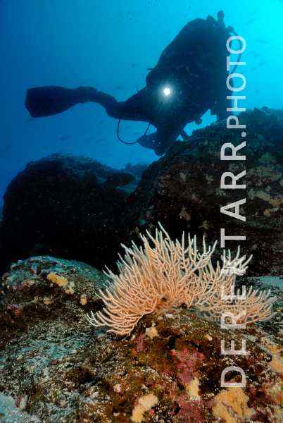 Diver Exploring the Galapagos Reef