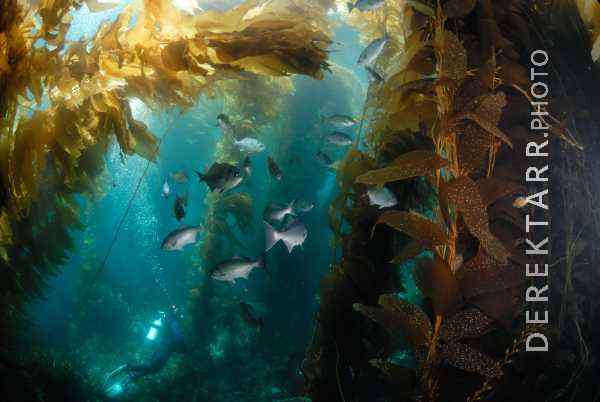 Halfmoons in the Kelp