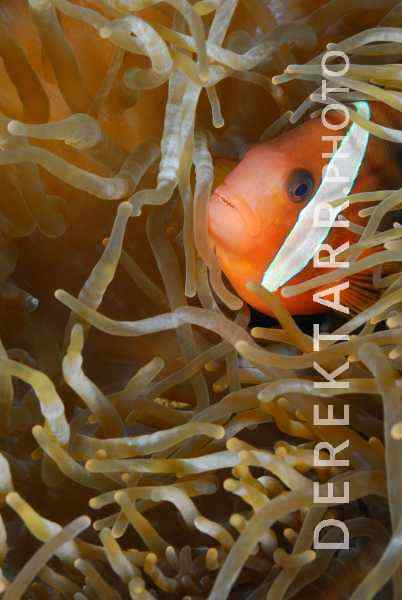 Fire Clownfish in Anemone