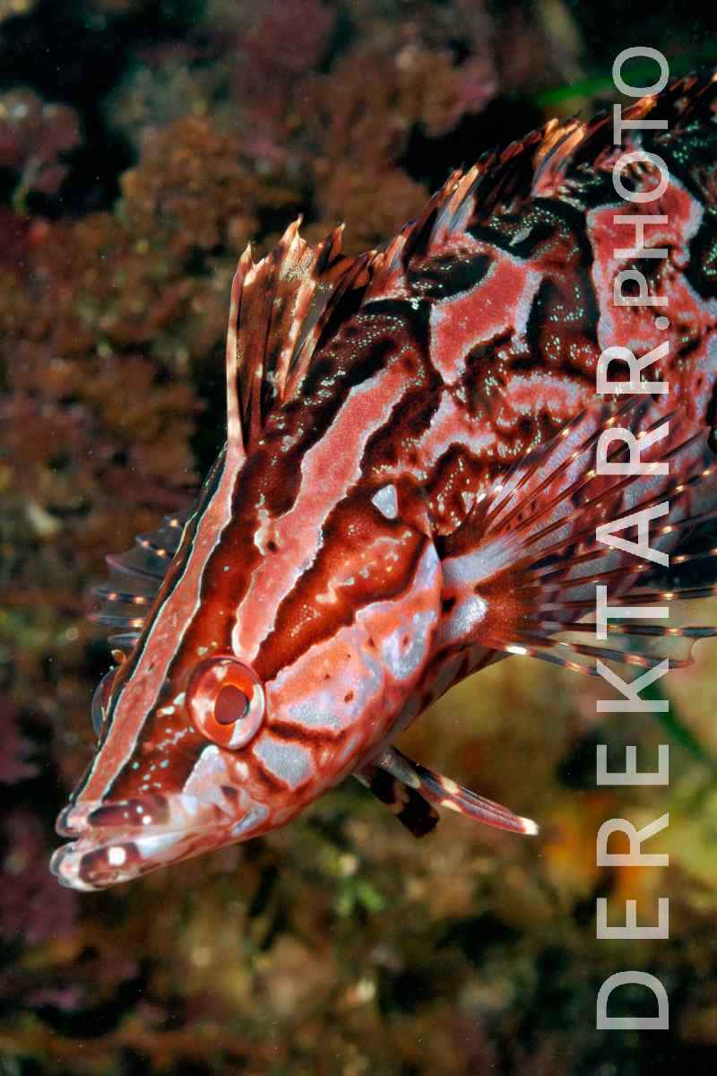 large view of Portrait of a Giant Kelpfish