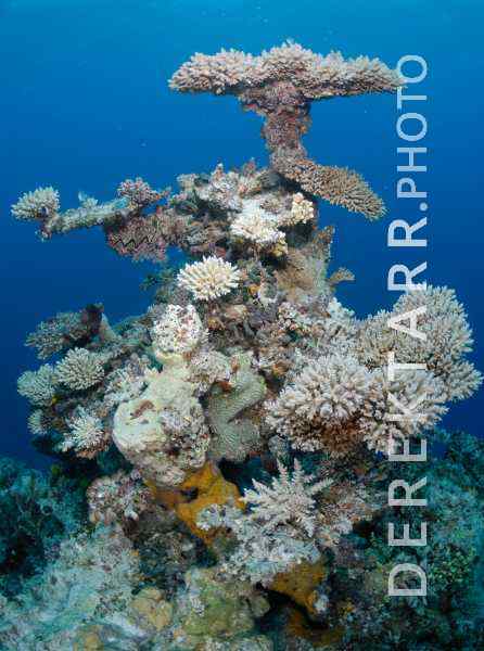 Coral reef structure in Kadavu Fiji
