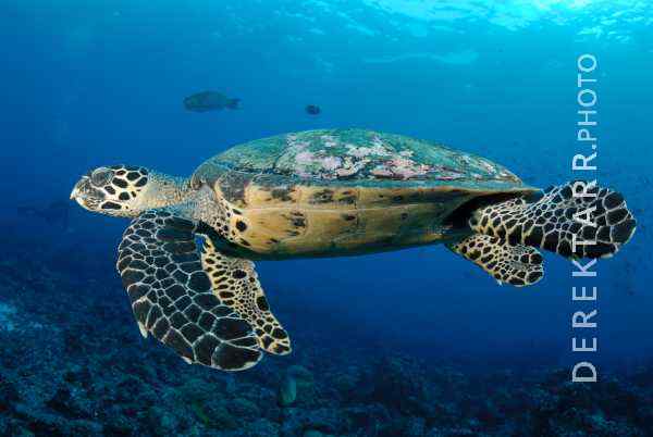 Hawksbill Sea Turtle Swimming