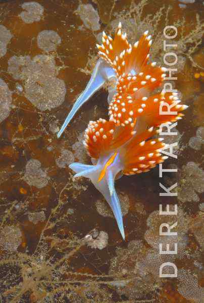 Hermissenda on Kelp with Bryozoans
