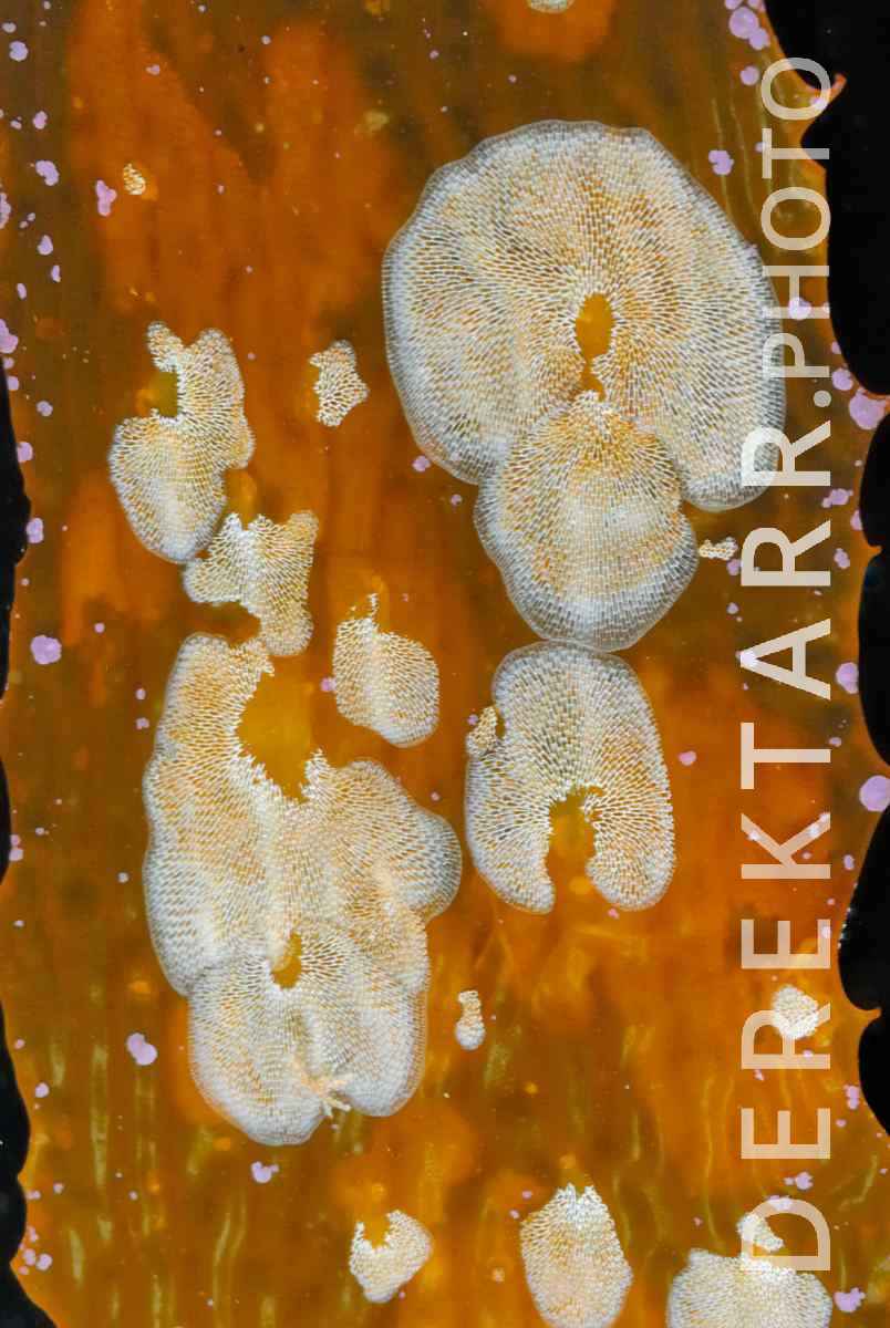 large view of Bryozoans on Kelp