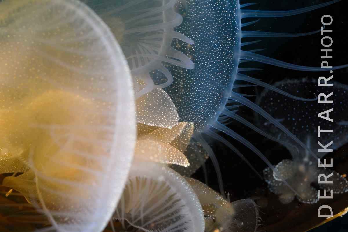 large view of Lion's Mane Nudibranch Cluster