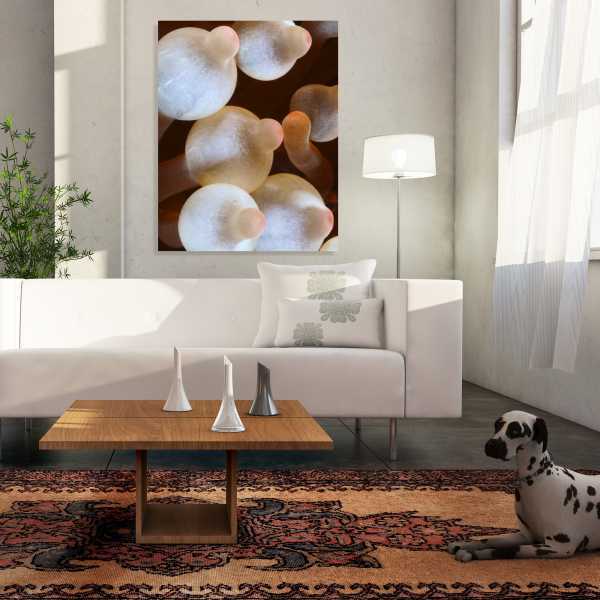 Living room with Bulb Anemones photo shown on the wall
