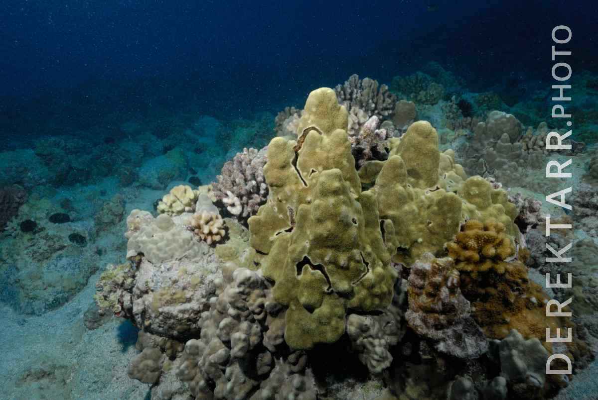 large view of photograph of Lobe Coral Bommie