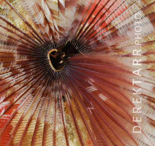 The Magnificent Banded Fanworm