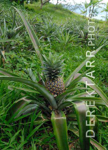 Pineapple Plant at Matava resort