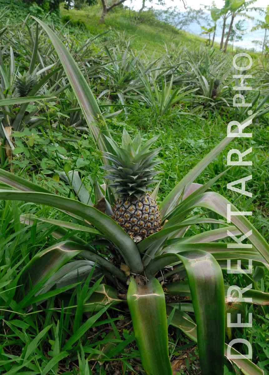 large view of Pineapple Plant at Matava resort