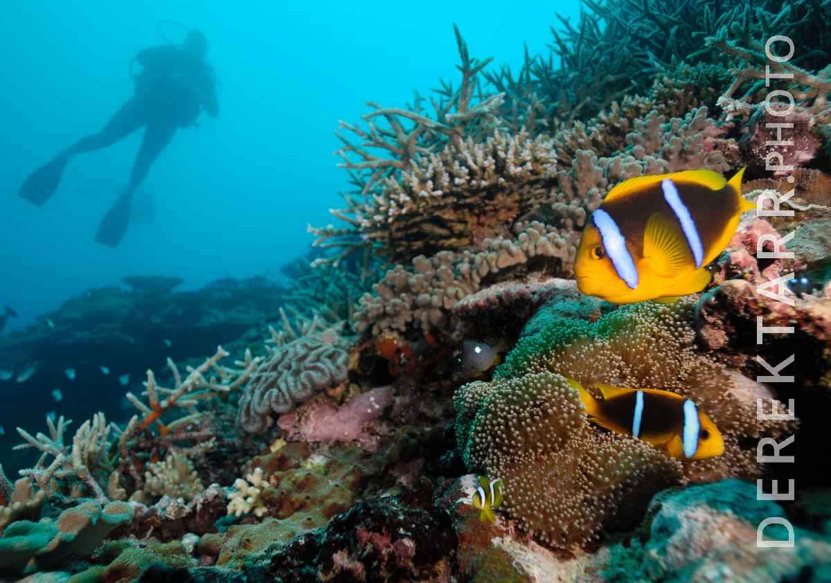 large view of Scuba Diver Over Coral Reef and Anemonefish in Fiji