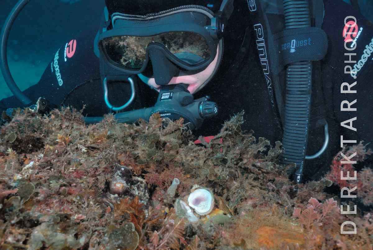 large view of Scuba Diver Inspecting an Octopus