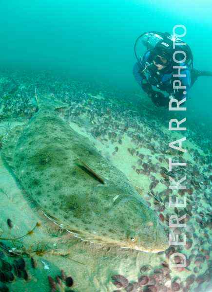 Scuba Diver Underwater with large Pacific halibut (Hippoglossus stenolepis)