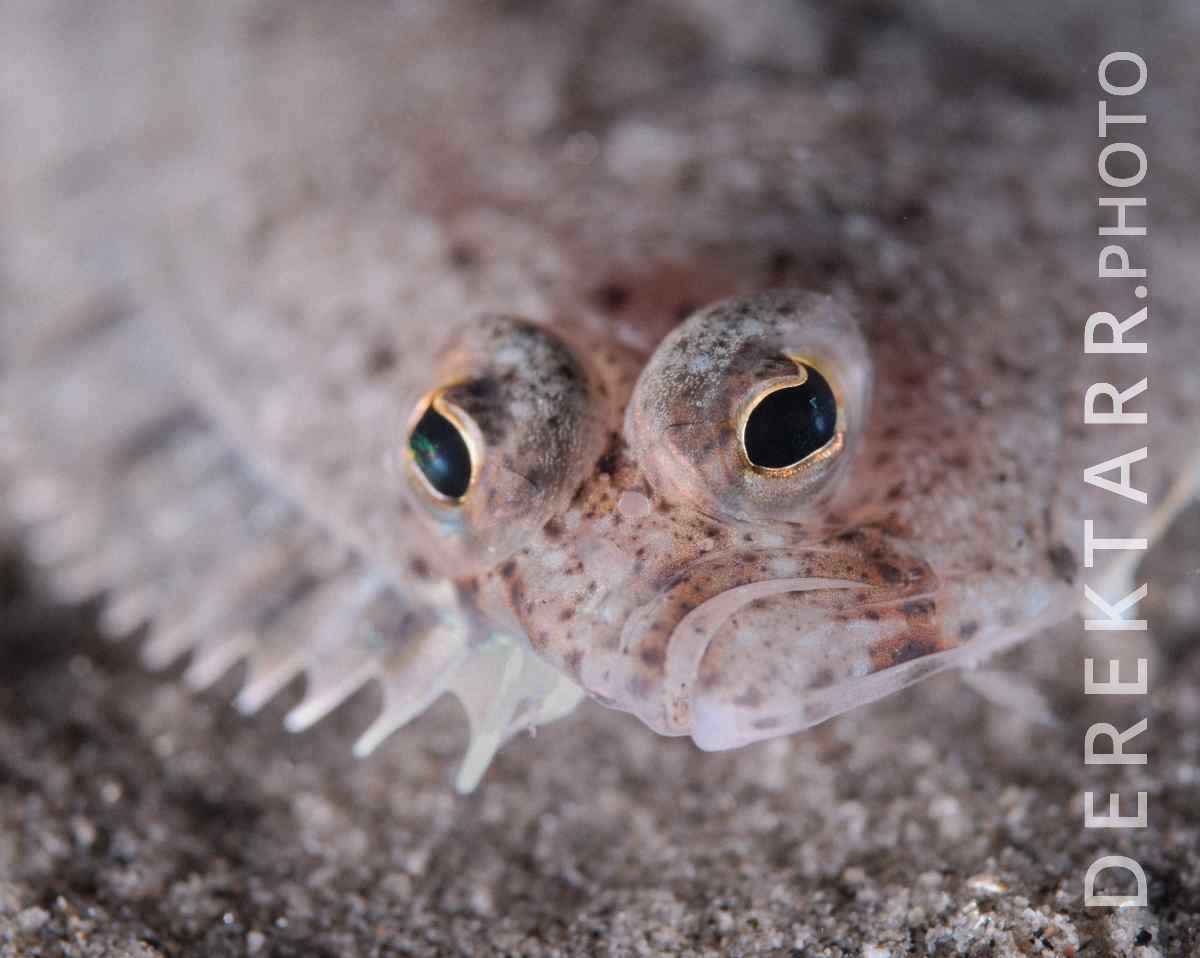 large view of The Eyes of a Speckled Sanddab