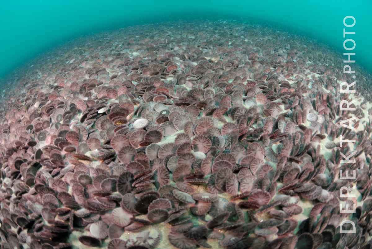large view of Thousands of Sand Dollars