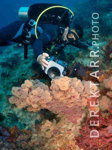 Underwater Photographer Taking Pictures of Soft Coral