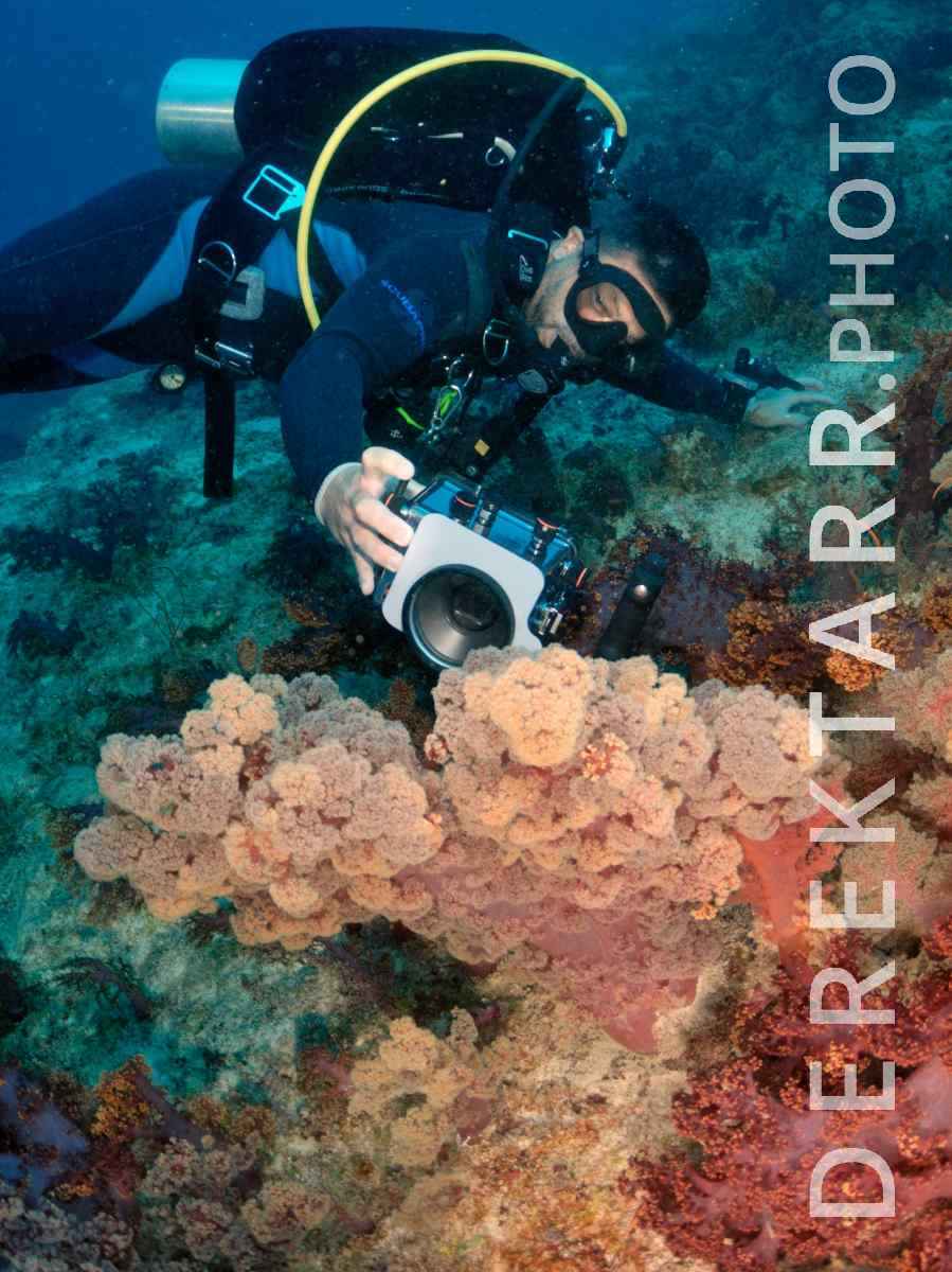 large view of Underwater Photographer Taking Pictures of Soft Coral