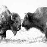 image detail page for Pair of Bison