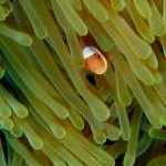 image detail page for Anemonefish in Anemone