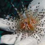 image detail page for Gloved hand holding banded urchin