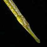 image detail page for Bay Pipefish Face