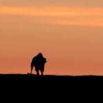 image detail page for Bison Silhouette at Sunset