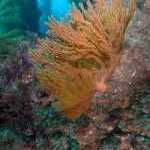 image detail page for California Golden Gorgonian