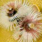 image detail page for Christmas Tree Worm on Coral