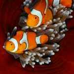 image detail page for Clown Anemonefish