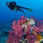 image detail page for Woman Scuba Dives over Fiji Soft Coral