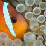 image detail page for Fire Clownfish