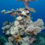 image detail page for Coral reef structure in Kadavu Fiji