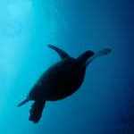 image detail page for Hawksbill Sea Turtle Silhouette