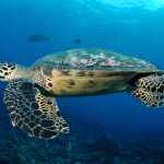 image detail page for Hawksbill Sea Turtle Swimming
