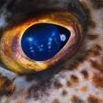 image detail page for Eye of the Lingcod
