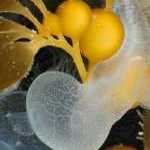 image detail page for Lion's Mane Nudibranch on Kelp