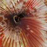 image detail page for The Magnificent Banded Fanworm