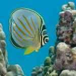 image detail page for Ornate Butterflyfish on Reef