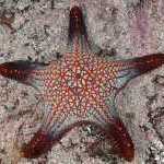 image detail page for Panamic Cushion Star